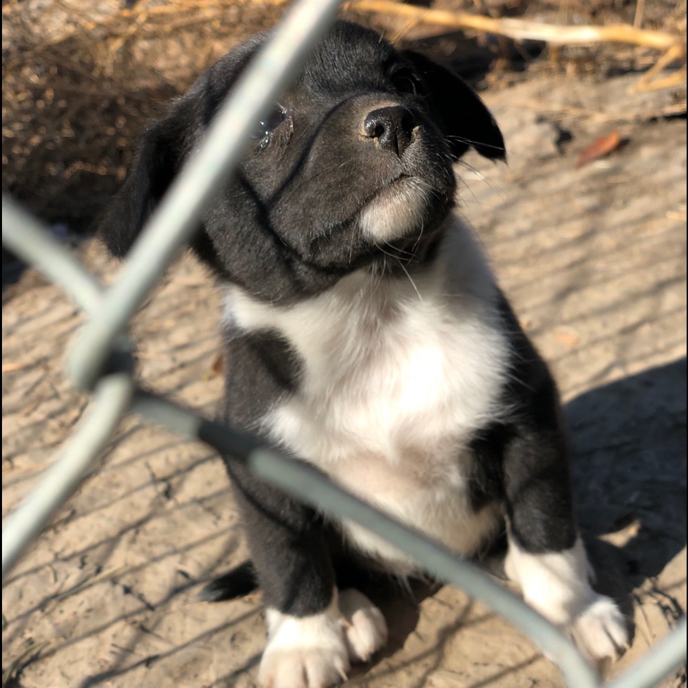 Puppy’s - Picture 7 of 8